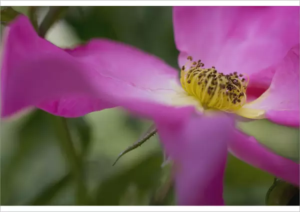 GP_0323. Rosa Summer breeze. Rose  /  Wild rose  /  Dog rose. Pink subject