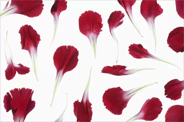 carnation, dianthus