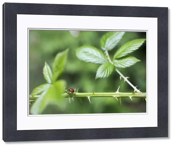 GP_0630. Rubus fruticosus. Blackberry - Wild. Green subject. Green background