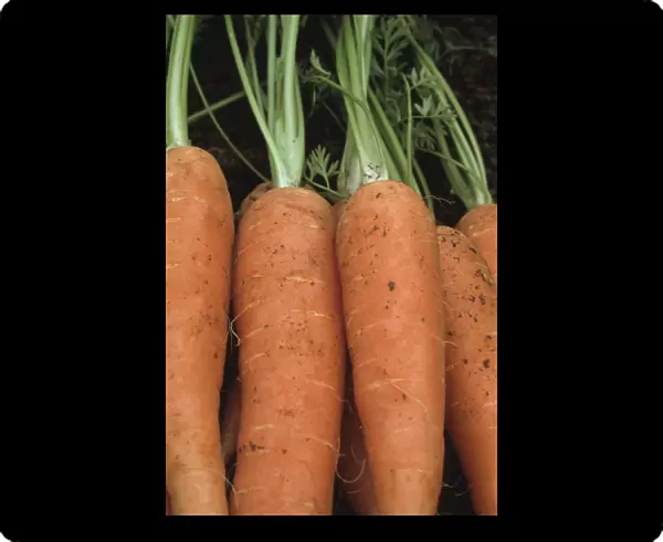 JMC_FV07. Daucus carota. Carrot. Orange subject. Green b / g