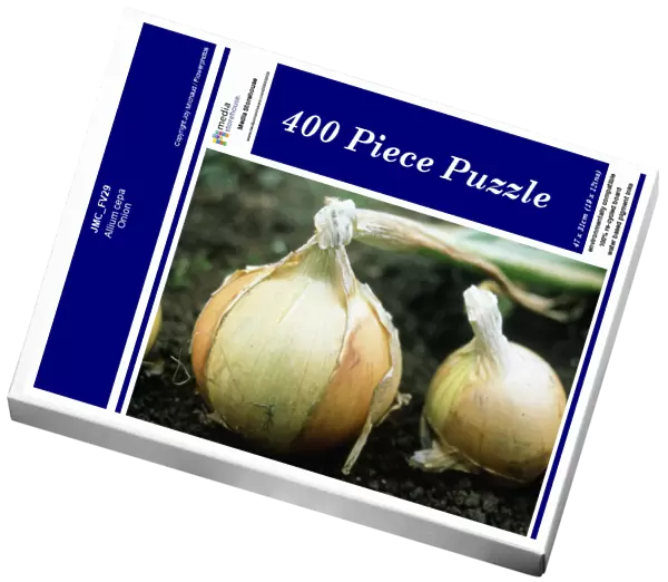 JMC_FV29. Allium cepa. Onion