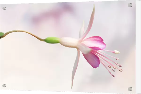 Fuchsia Walz Jubelteen, Side view of one pale pink flower with deep pink inner petals