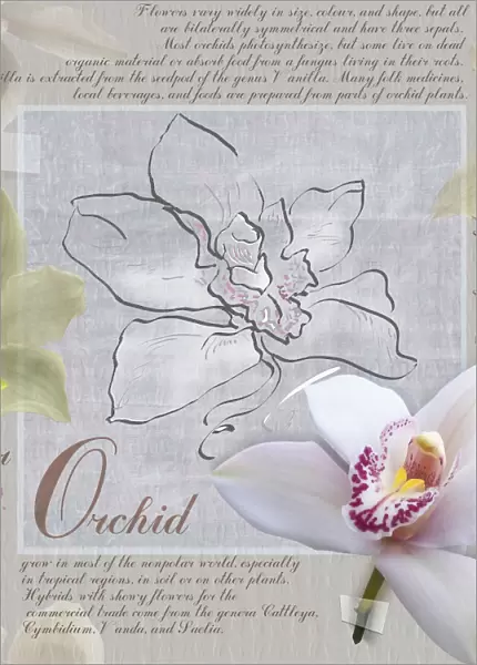 MA_0068. Cymbidium - variety not identified. Orchid. White subject