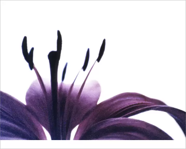 JR_12. Lilium - variety not identified. Lily. Purple subject. White b / g