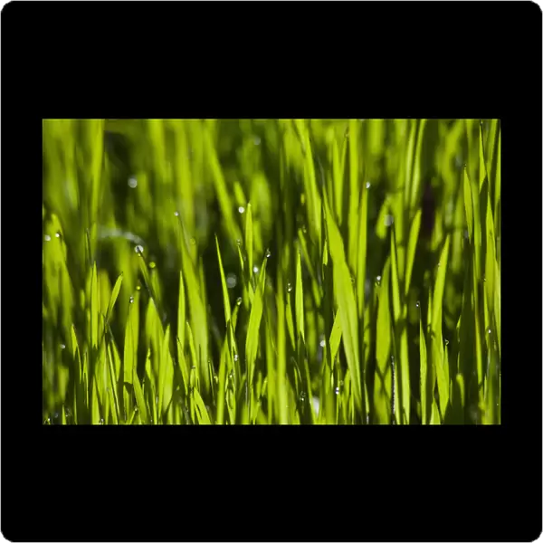 MA_0136. variety not identified. Grass - Lawn. Green subject. Green background