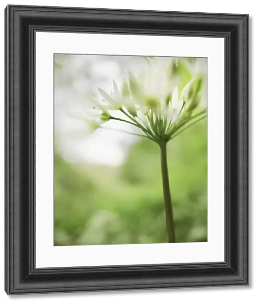 JN_0075. Allium ursinum. Wild garlic  /  Ramsons. Green subject