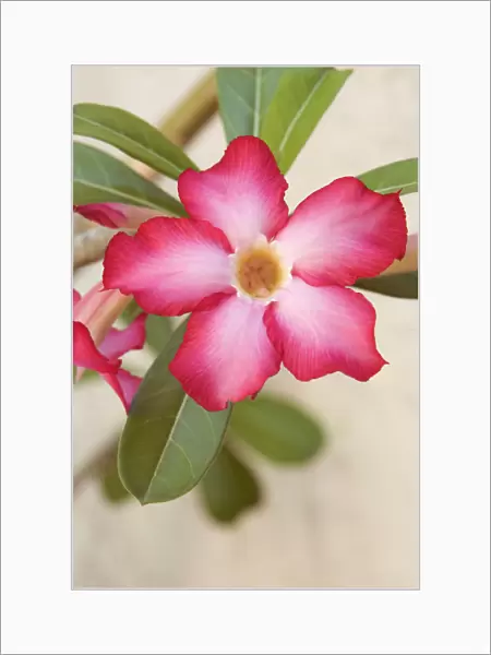 JN_0079. Adenium obesum. Desert rose. Pink subject