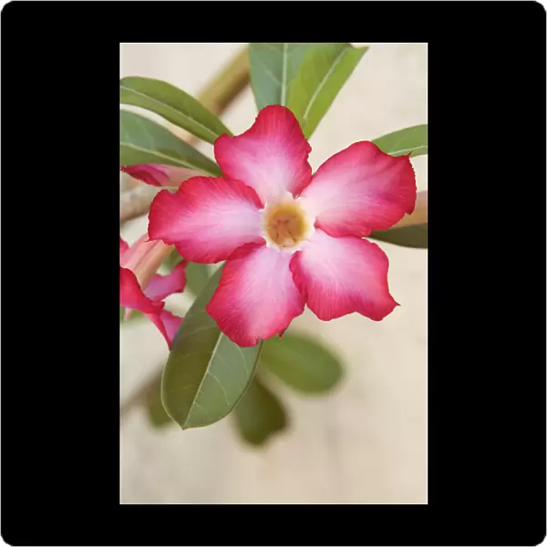JN_0079. Adenium obesum. Desert rose. Pink subject