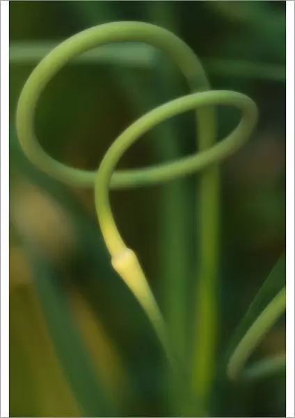 MAM_0241. Allium sativum. Garlic. Green subject