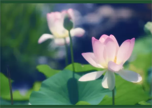 MAM_0275. Nelumbo nucifera. Lotus - Sacred lotus. Pink subject