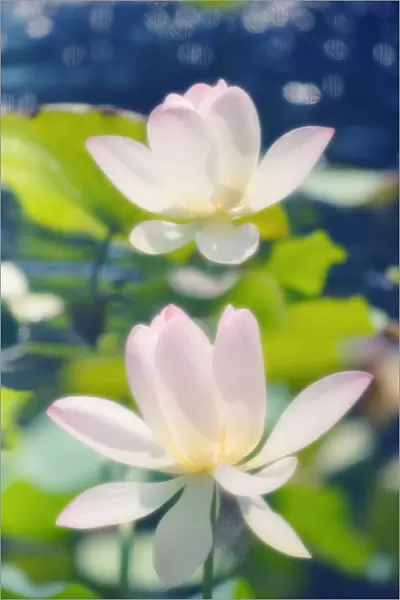 MAM_0277. Nelumbo nucifera. Lotus - Sacred lotus. Pink subject