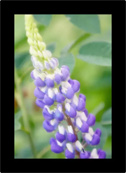 MAM_0283. Lupinus polyphyllus. Lupin. Purple subject