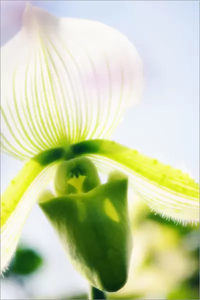MAM_0482. Paphiopedilum - variety not identified. Orchid. Green subject