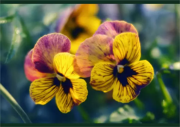 MAM_0600. Viola wittrockiana. Pansy. Yellow subject