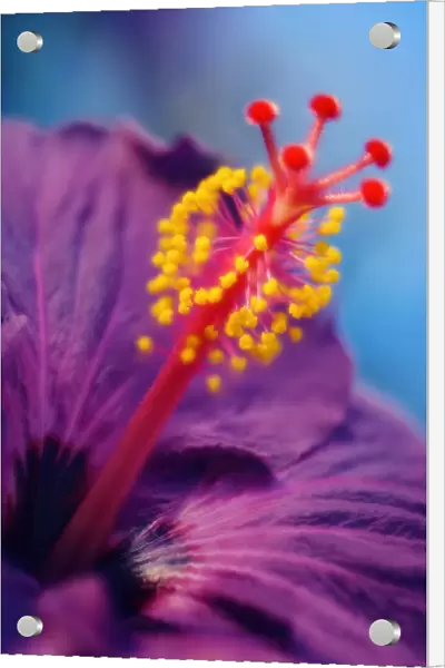 MAM_0458. Hibiscus syriacus. Hibiscus. Purple subject. Blue b / g