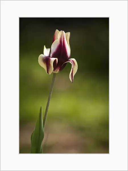 tulipa gavota, mixed colours subject