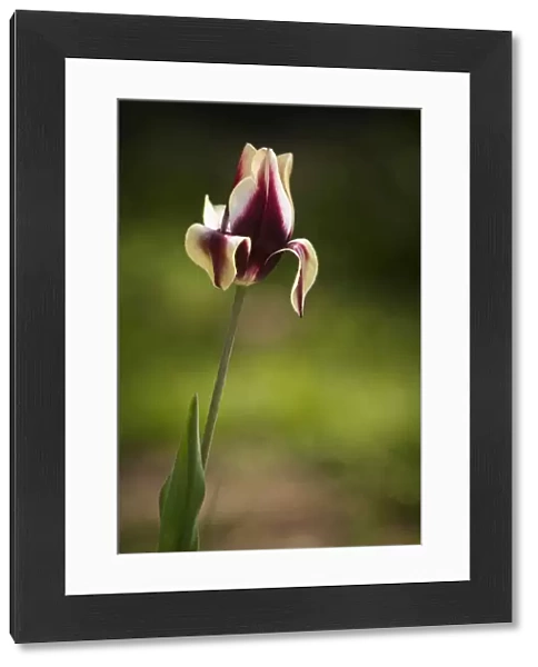 tulipa gavota, mixed colours subject