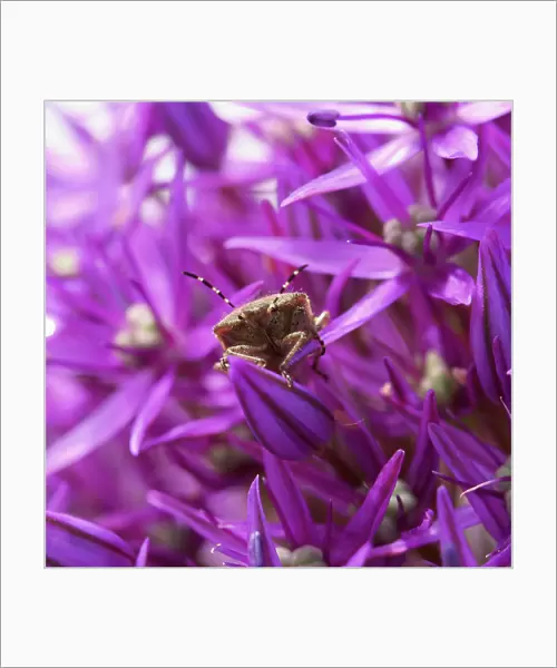 PBT_0004. Allium Hollandicum Purple Sensation. Allium. Purple subject