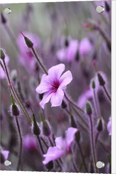 PBT_0008. Geranium maderense. Pink subject