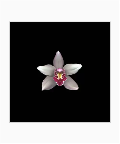 MH_0058. Cymbidium. Orchid. White subject. Black b / g