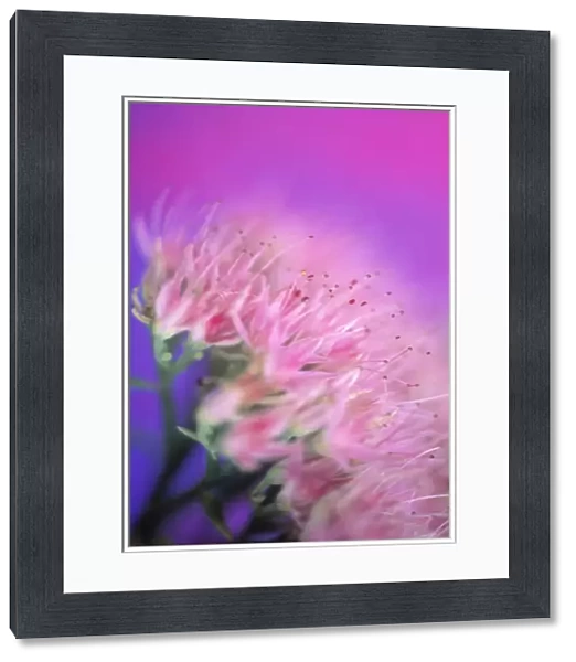 MB_397. Sedum spectabilis. Ice plant. Pink subject. Pink b / g