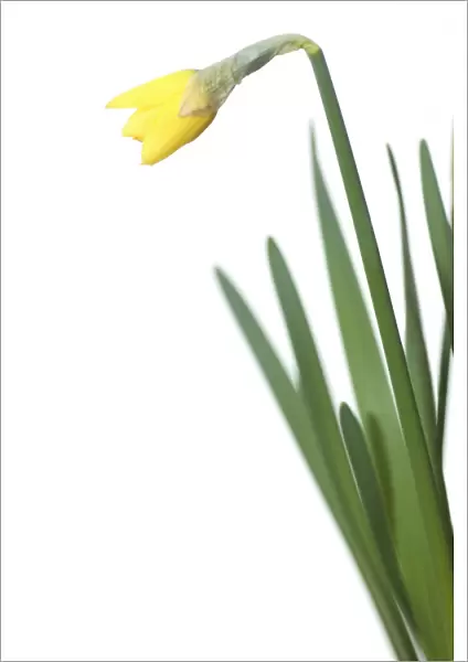 MH_0026. Narcissus Jetfire. Daffodil. Yellow subject. White b / g