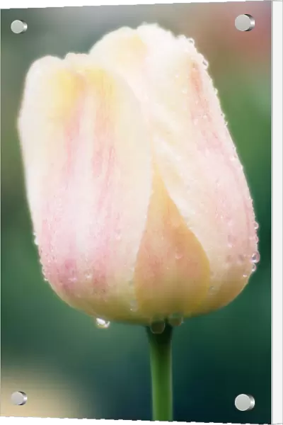 MAM_0709. Tulipa - variety not identified. Tulip. Pink subject