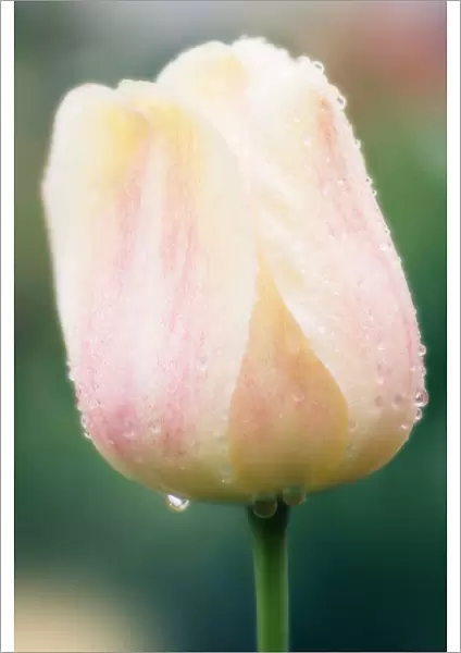 MAM_0709. Tulipa - variety not identified. Tulip. Pink subject
