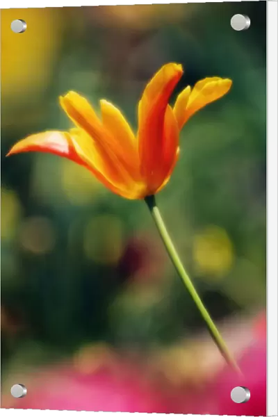 MAM_0719. Tulipa - variety not identified. Tulip. Orange subject