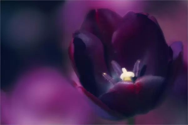MAM_0722. Tulipa Queen of theNight. Tulip. Black subject. Purple b / g