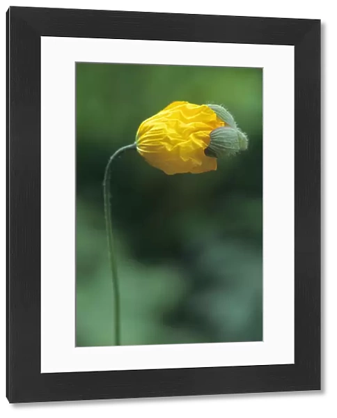 PST_0120. Meconopsis cambrica. Poppy - Welsh poppy. Yellow subject. Green b / g