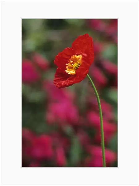 PST_0121. Papaver croceum  /  Papaver nudicale. Poppy - Icelandic poppy. Red subject