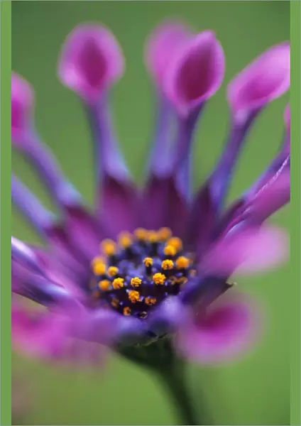 PST_0139. Osteospermum Whirligig. Osteospermum. Purple subject