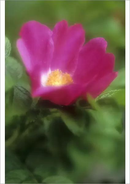 PST_0142. Rosa rugosa. Rose. Pink subject