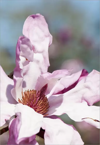 magnolia, magnolia sprengeri var. diva eric savill