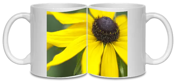 PT_0497. Rudbeckia hirta. Coneflower  /  black-eyed Susan. Yellow subject