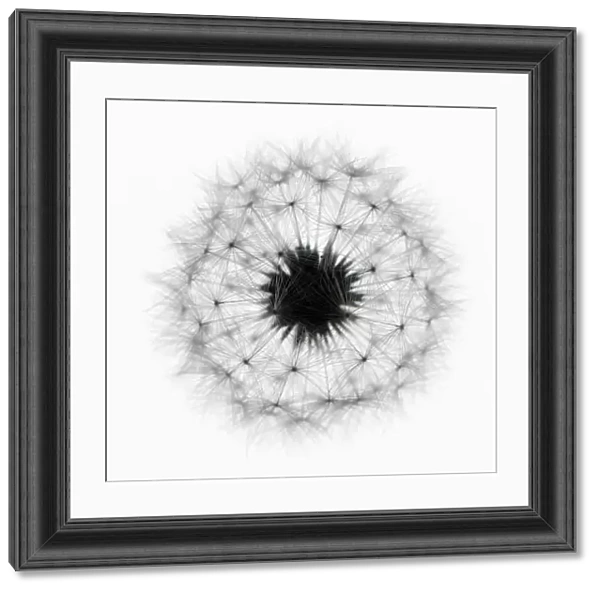 PT_0079. Taraxacum officinale. Dandelion clock. Black & white. White b / g
