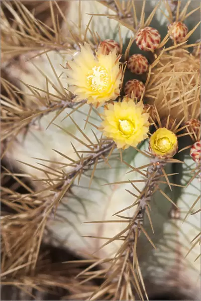 echinocactus grusonii, cactus, golden barrel cactus, yellow subject