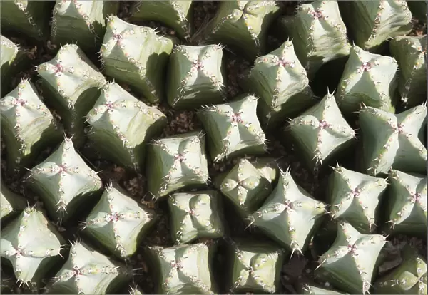 mammillaria spinosissima, cactus, pincushion cactus, green subject