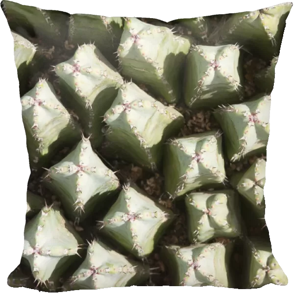 mammillaria spinosissima, cactus, pincushion cactus, green subject