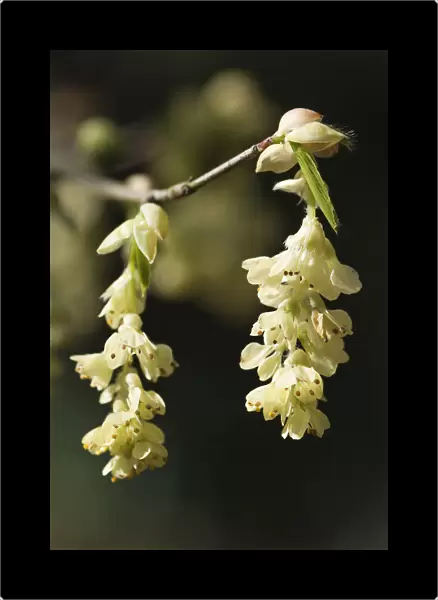 hazel, fragrant winter hazel, corylopsis glabrescens