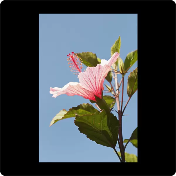 Hibiscus Pink Blue Flowering season Summer Plant