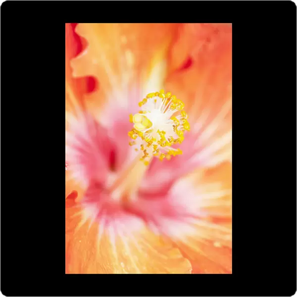 Hibiscus Orange Flowering season Summer Plant