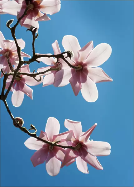 magnolia cambellii