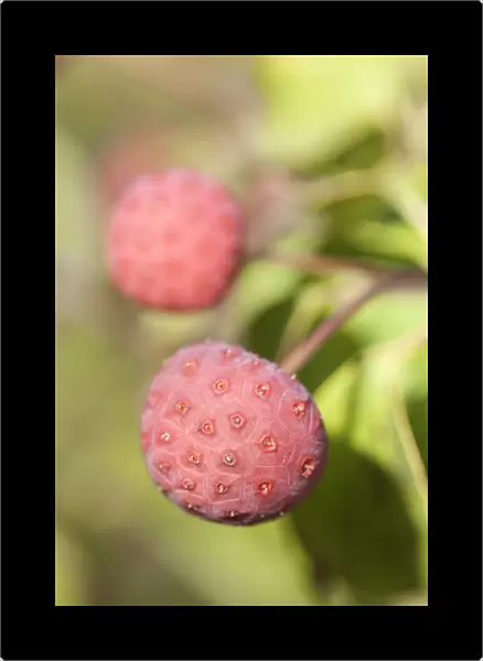 PT_0597. Cornus kousa Wietings select. Dogwood - Flowering. Pink subject