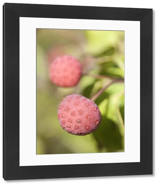 PT_0597. Cornus kousa Wietings select. Dogwood - Flowering. Pink subject