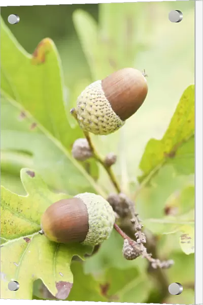 PT_0620. Quercus Macranthera. Oak - Caucasian  /  Caucasian Oak. Brown subject