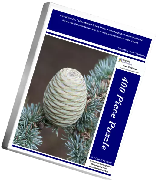 Blue atlas cedar, Cedrus atlantica Glauca Group, A cone hanging on a branch showing the