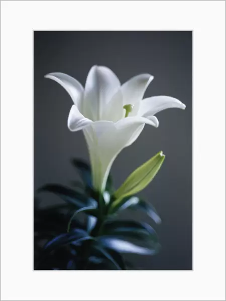 RE_0175. Lilium longiflorum Memories. Lily - Easter lily. White subject