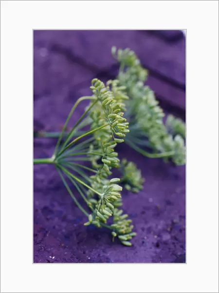 RE_0146. Foeniculum vulgare. Fennel. Green subject. Purple b / g